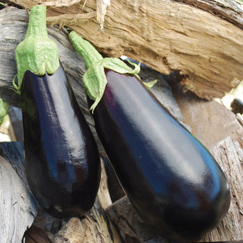 Black Beauty (Eggplant)