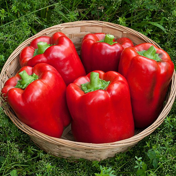 California Wonder (Sweet Bell)