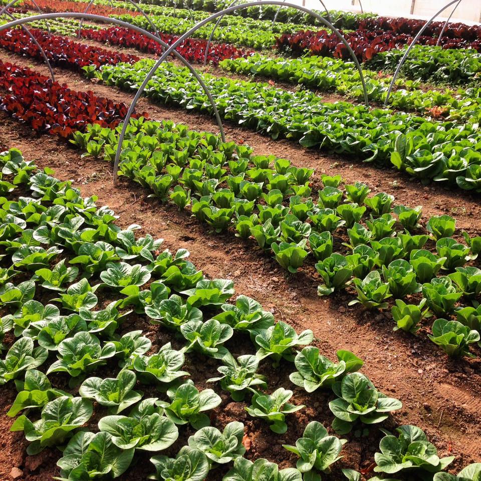 Registration - 5 day Introduction to Organic Gardening - March 15-20, 2026