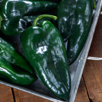 Poblano (Mild Pepper)
