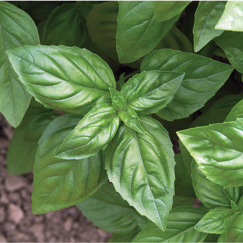 Genovese Basil