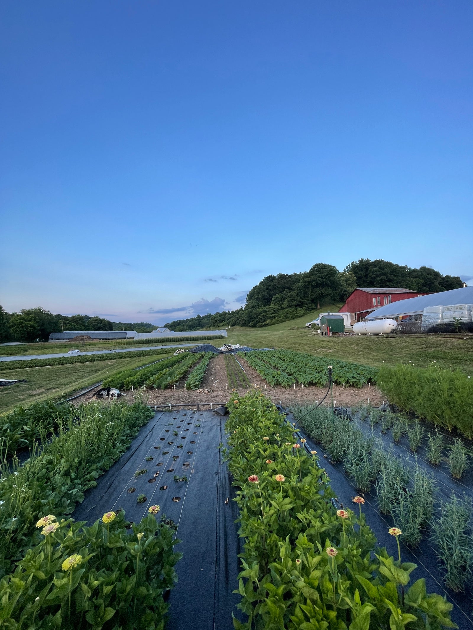 Bountiful Blessings Farm