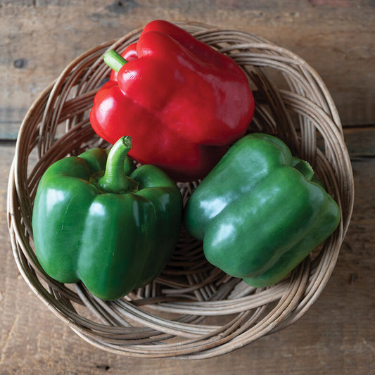 Autry (Bell Pepper)