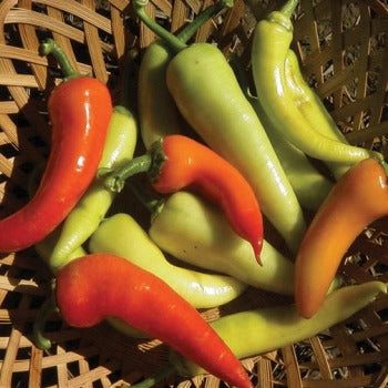 Sweet Banana (Pepper)