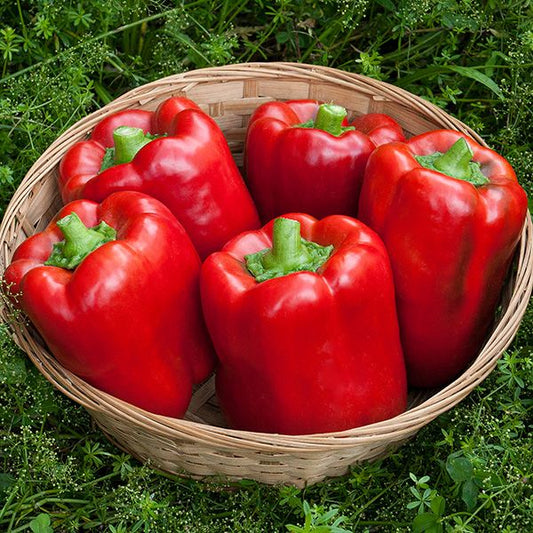 California Wonder (Sweet Bell)