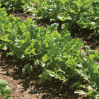 Bountiful Blessings Farm photo 15