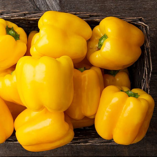 Elsa (Bell Pepper)