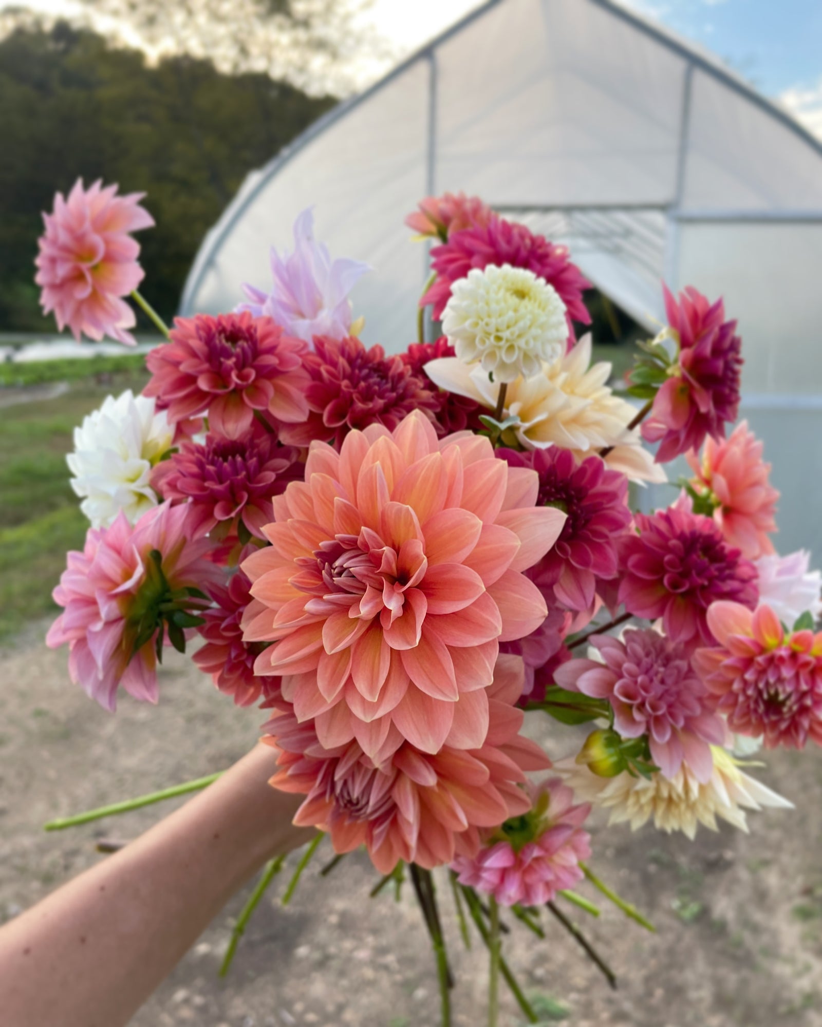 Bountiful Blessings Farm photo 8