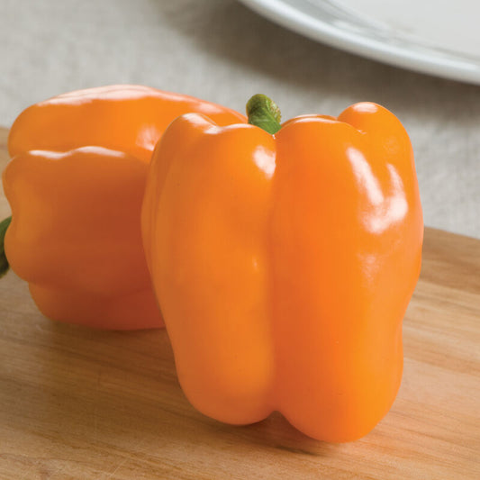 Gourmet (Bell Pepper)