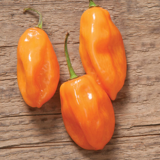 Habanero (Hot Pepper)