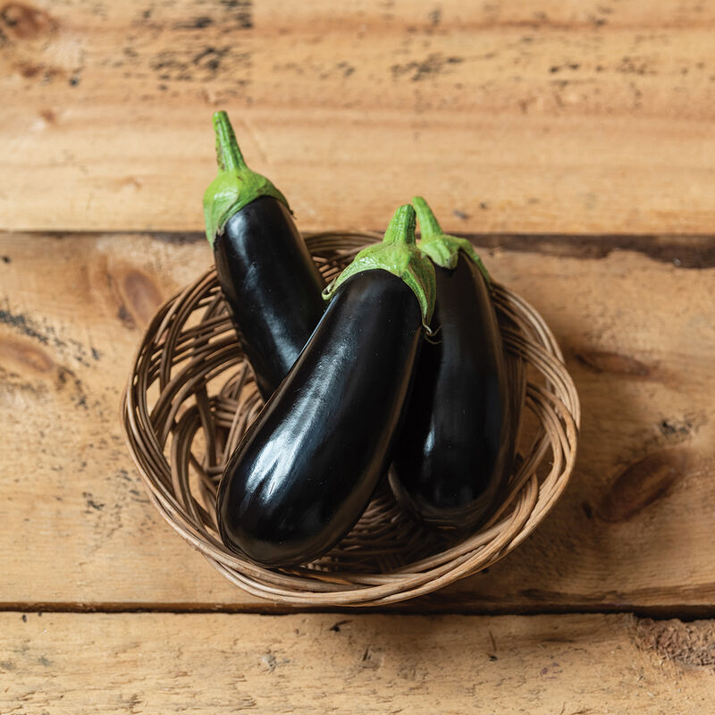 Nigral (Eggplant)