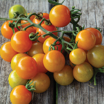 Sungold (Cherry Tomato)