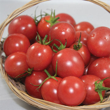 Bountiful Blessings Farm photo 19